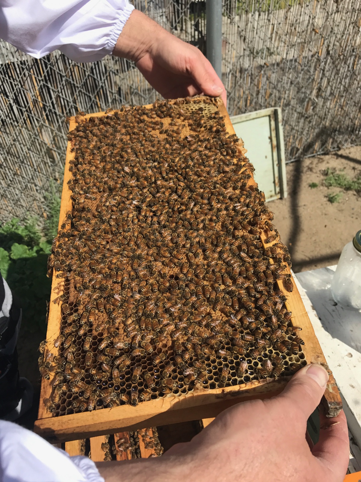 Dot Foods beekeeping